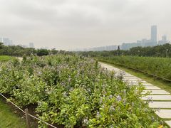 -深圳湾公园(南山区)