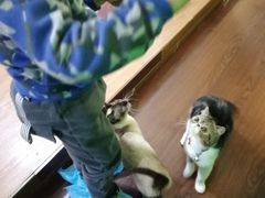 -李小姐の猫咖啡馆(五角场店)