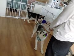 -Husky Go! 哈士奇体验馆·宠物咖啡厅狗咖