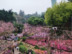 -狐尾山公园