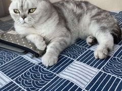 -猫音日语留学培训