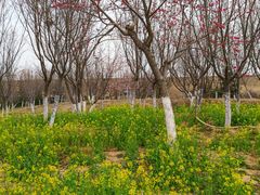 -古柏渡丰乐樱花园