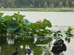 -长春市南湖公园