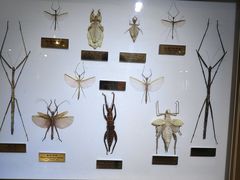 -上海昆虫博物馆