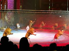 -珠海横琴长隆《卡卡虎奇遇记》