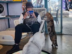 -喵屿·大理花园猫咖