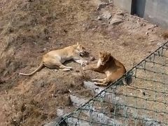 android_upload_pic-石家庄市动物园