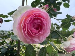 -都江堰玫瑰花溪谷