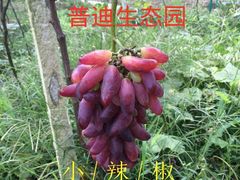 -普迪生态园
