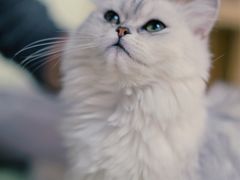 -猫和宫(六道口店)