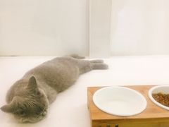 -猫冇咖·家门口的撸猫馆(大融城店)