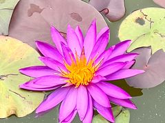 -国家植物园南园