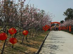 -天适樱花悠乐园