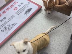 -谐和贝康宠物医院24小时·宠保定点(急重症转诊中心)