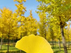 -紫光园(创始店)