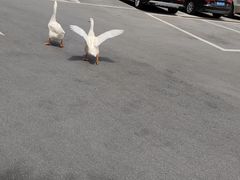 -华雅花园大酒店