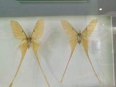 -上海昆虫博物馆