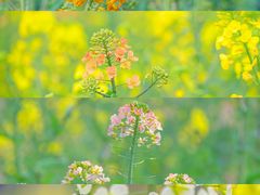 -中国天府农业博览园