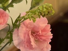 -新侨三宝乐西餐厅(崇文门店)