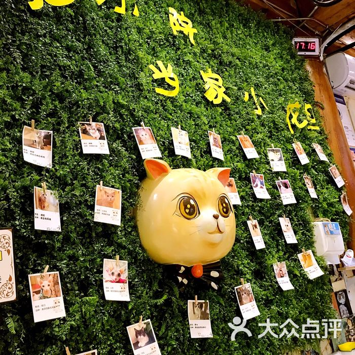 猫小院猫主题餐厅图片-北京创意菜-大众点评网