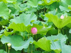 -沐仙湖湿地公园