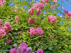 -颐和路民国时期公馆风貌区