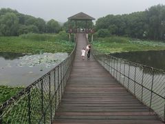 -荷塘月色湿地公园·向阳花洲