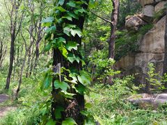 -碓臼峪自然风景区