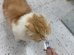 -喵园·猫主题咖啡厅·撸猫·猫咖(国贸店)