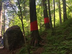 -五营红松林海景区