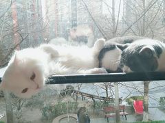 -猫和宫(六道口店)