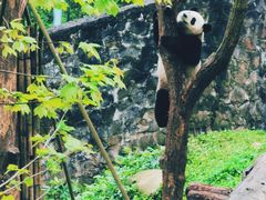 -都江堰中华大熊猫苑