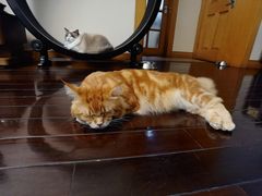 -momokira米努特·德文卷毛猫·棉花面纱犬