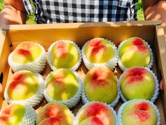 -老袁家蜜桃农场·阳山水蜜桃