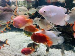 -太平洋海底世界