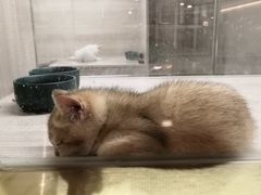 -飞行喵MR PILOT|猫舍·猫咖(静安大融城店)