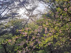 -金龙寺国家森林公园