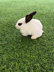 -萌宠亲子动物乐园(槐房万达店)