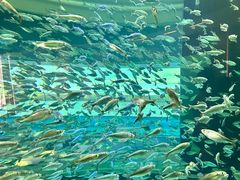 -瑞普利水族馆