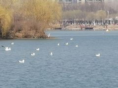 -丁香湖公园