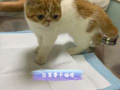 -特一安24小时宠物医院·骨科·中兽医