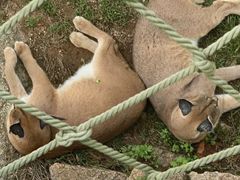 -西霞口神雕山野生动物世界