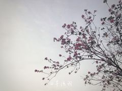 -聚龙山公园