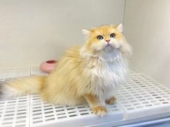 -lincat·猫舍(广州店)