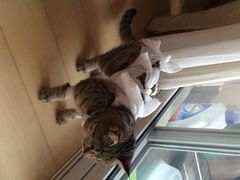 纳吉亚动物诊所-纳吉亚猫专科动物诊疗中心(蒋宅口分院)