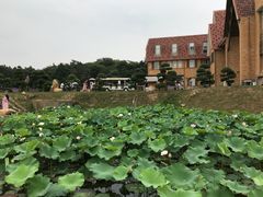 -大塘金香草谷