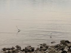 -深圳湾公园(南山区)