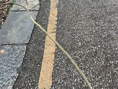 -黔灵山公园