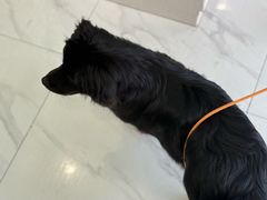 -艾吉宠物医院·疑难杂症转诊中心·猫友好(碧江路院)