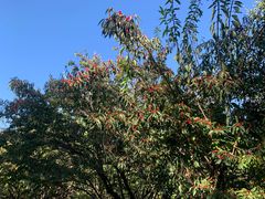 -北京西山国家森林公园